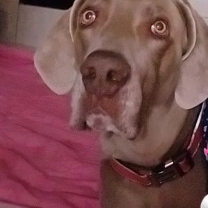 Meet your Posher, Patricia